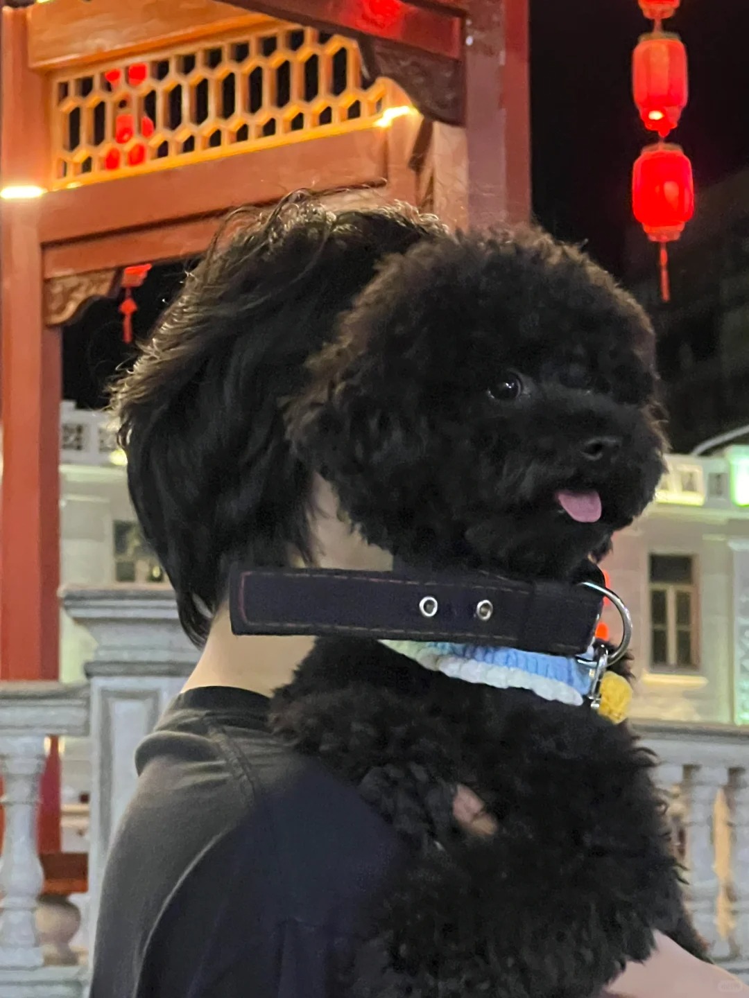 小狗狗～我的小狗狗
