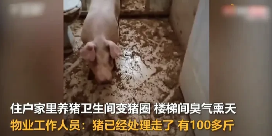太奇葩了！9月12日，重庆一小区的住户，在卫生间养了一只猪，还有两只火鸡，导致臭
