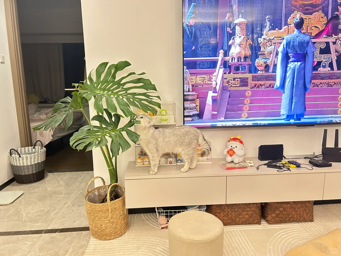 网购的龟背竹
98一棵老桩龟背竹 还可以吗