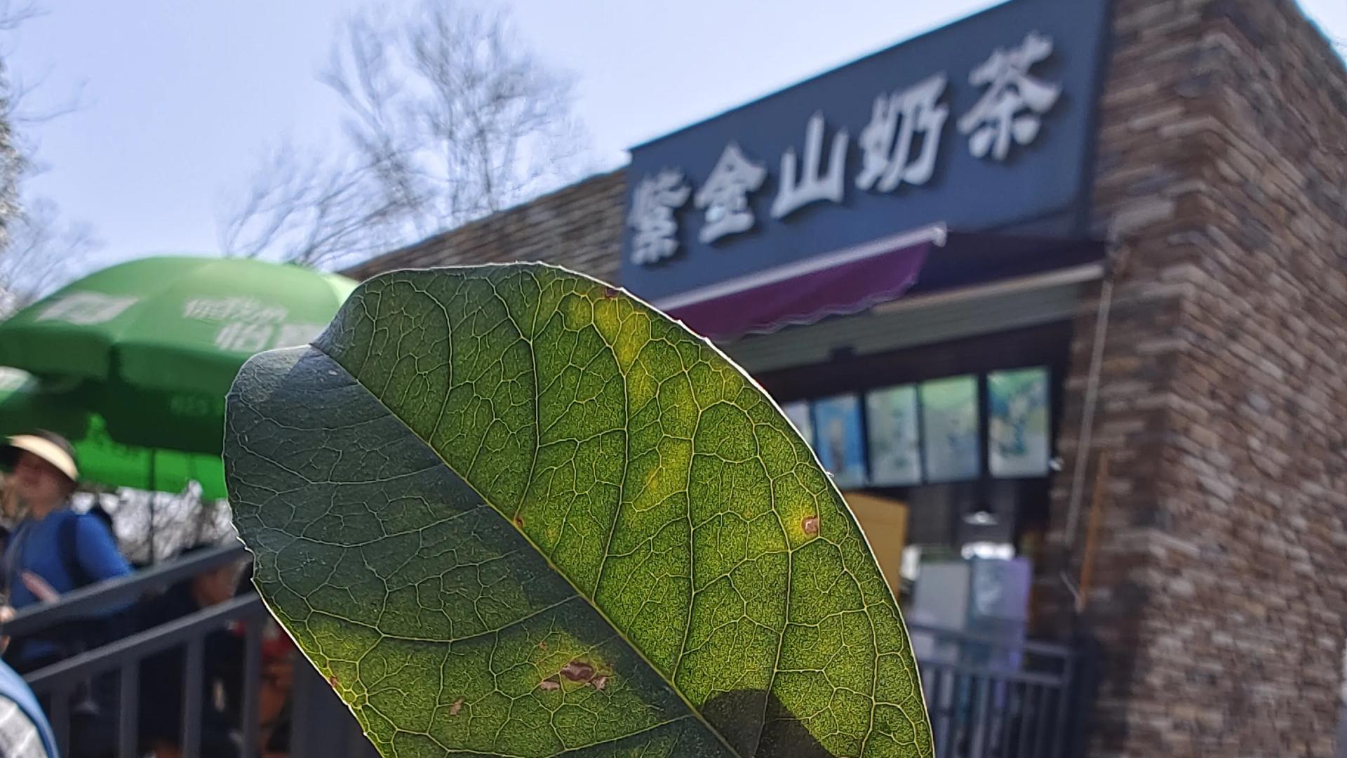 春好，南京紫金山