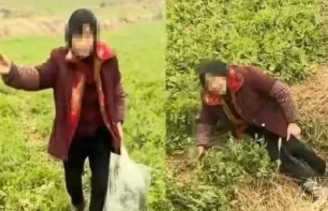 四川达州，一名男子去菜地巡查时，发现一个老太太正在偷摘自家种的豌豆尖，而且足足能