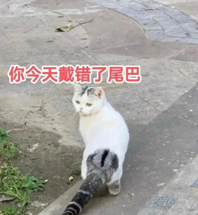 你今天戴错了尾巴？