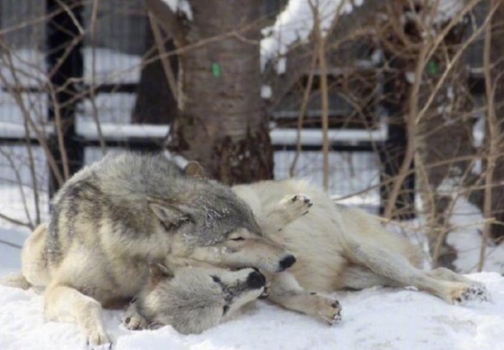 1978年内蒙古，女军医巡逻时偶遇求助的难产母狼，她毅然跟随，深入森林，凭专业助