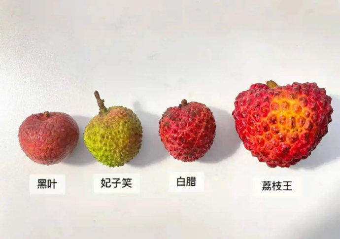 四种荔枝差异