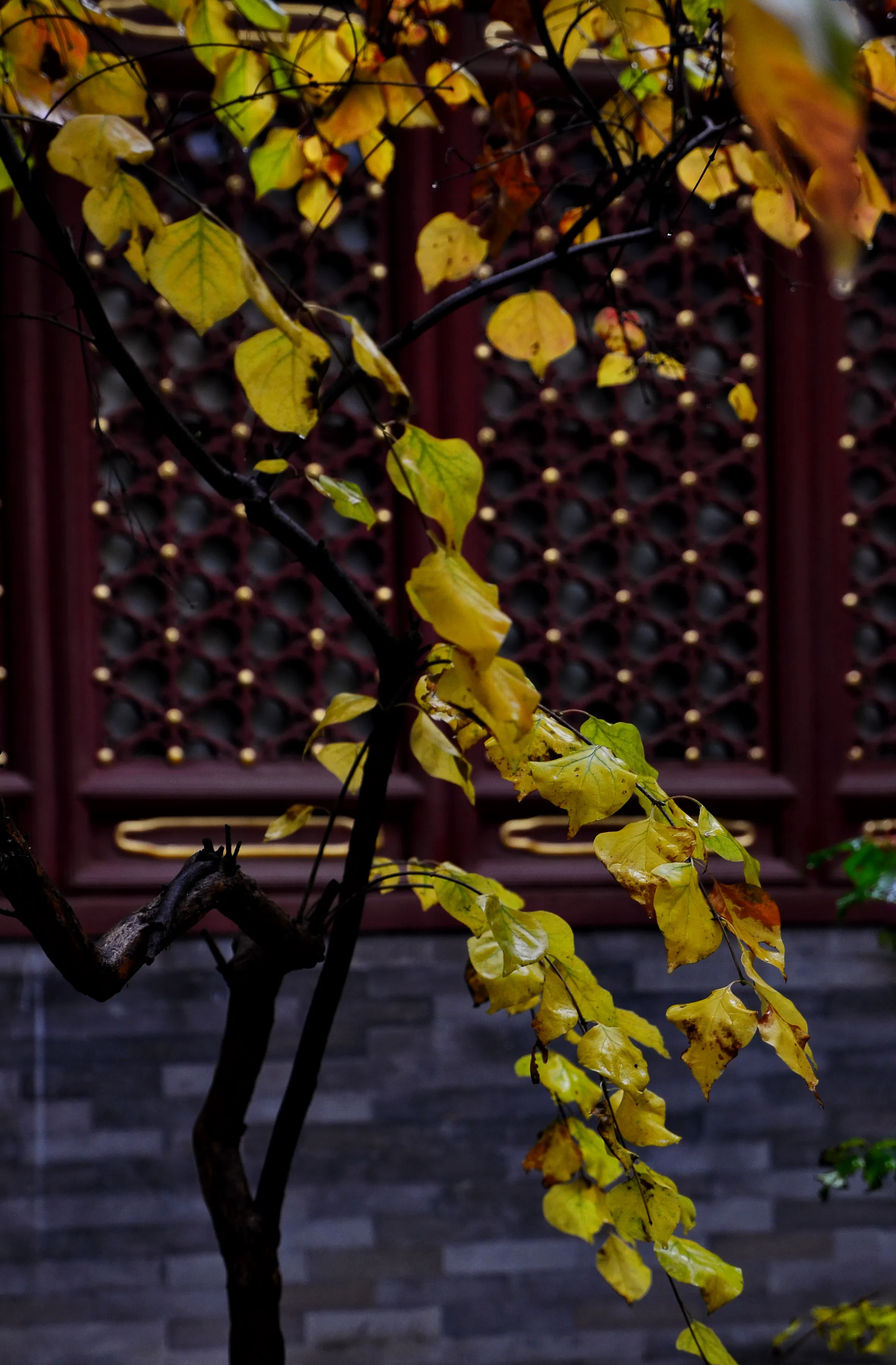 雨中法源寺—春赏丁香秋赏叶