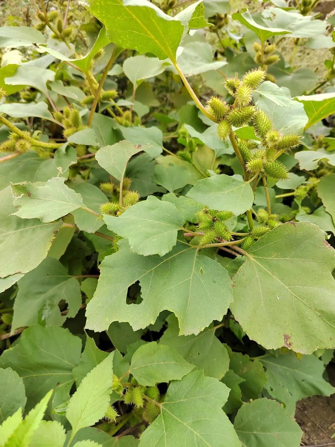 为什么我们四川的榴莲紧到长不大呢？
是气候的原因吗？
为什么我们四川的榴莲紧到长