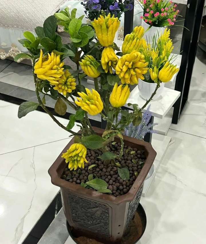 佛手柑养几年能结果？