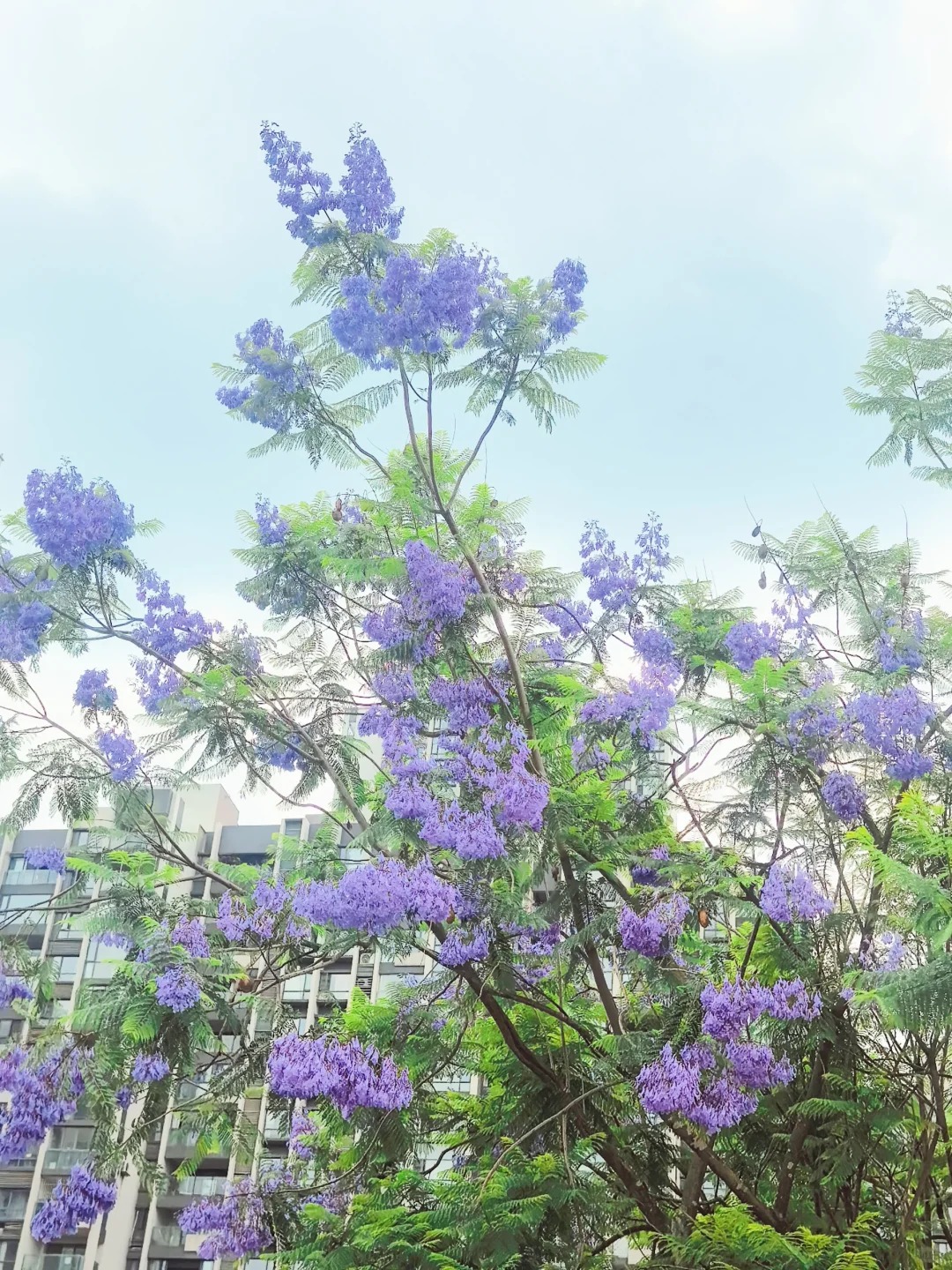 紫藤花开了，春天的味道
今天是和紫藤花见面的一天
带上我们竹#叶青绿茶和#碧潭飘