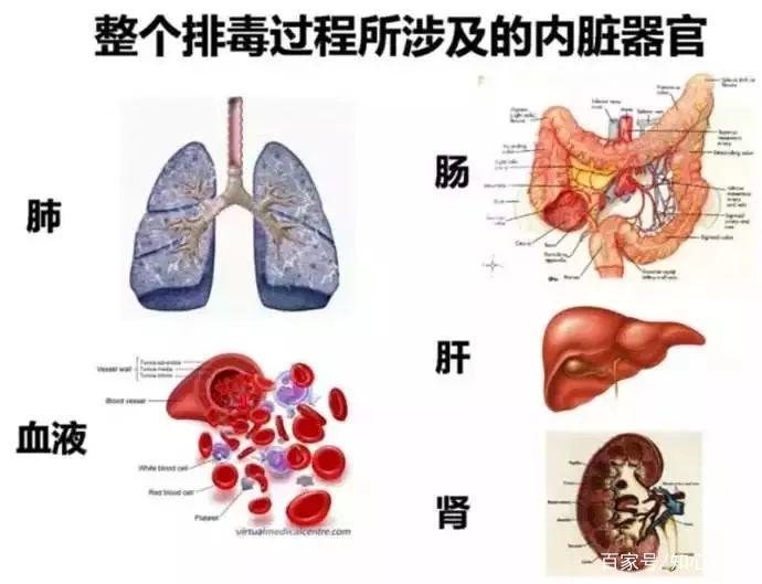 当你出现这些情况，小心你的解毒器官