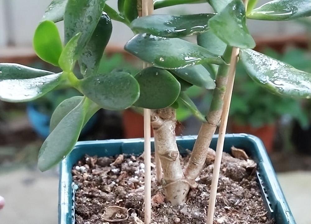 施肥篇——让绿植茁壮成长的秘诀