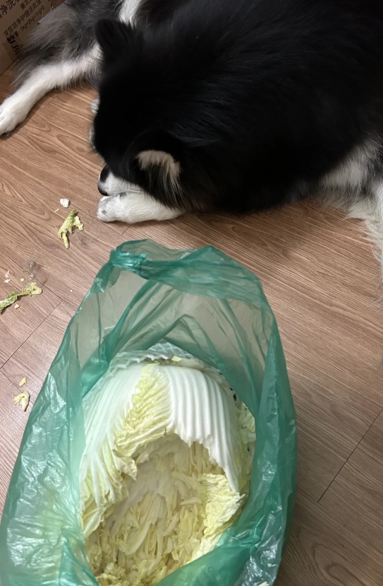 你们家的狗有啃白菜的习惯吗？