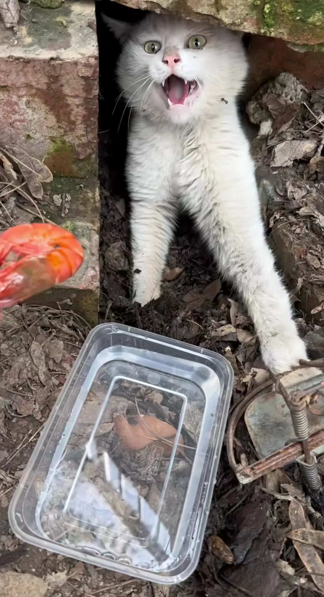 可怜的流浪猫