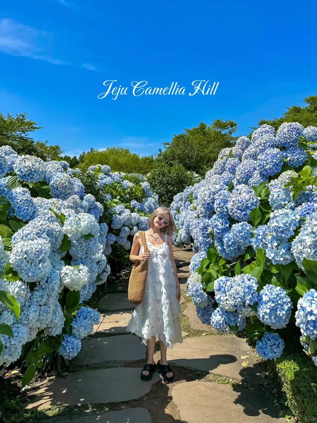 已经开始期待济州岛的绣球花海了…
Jeju的绣球花开得无比热烈！！
山茶花之丘比