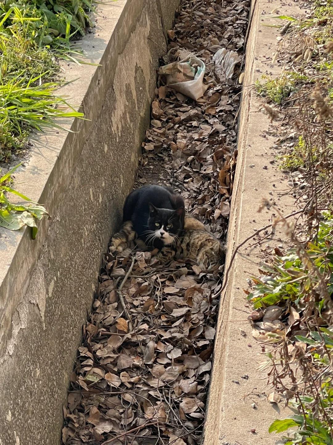 这只花猫是死了吗？黑猫一直守着