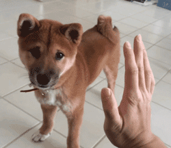 握了我的爪