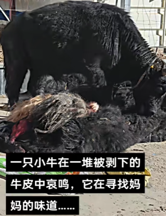 眼泪止不住的流啊.....无意中看到一头小牛犊子在一堆被剥皮的牛皮中闻到了妈妈的