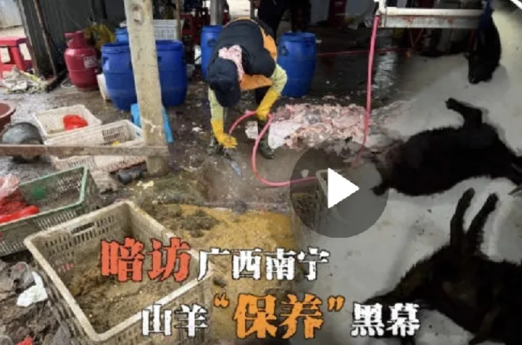 不好的消息令人愤恕，广西南宁上千只活羊在出售前被用管子插喉咙猛灌饲料，每只被灌少