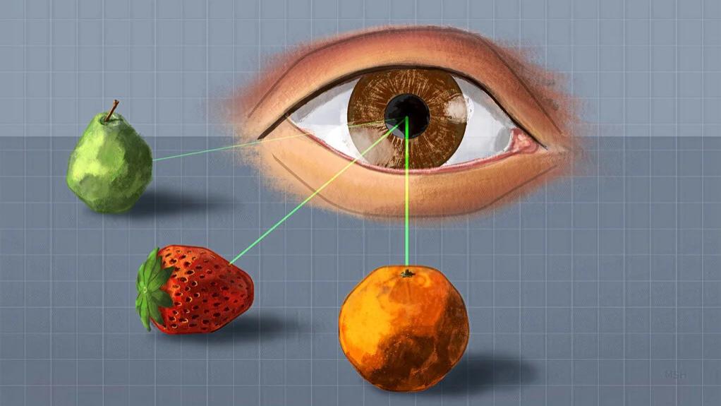 “视觉杂乱”改变大脑中的信息流动