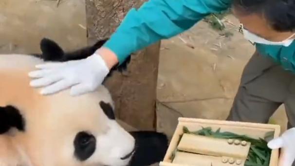 爱无国界——公主福宝即将回中国   姜爷爷和宋爷爷哭成泪人