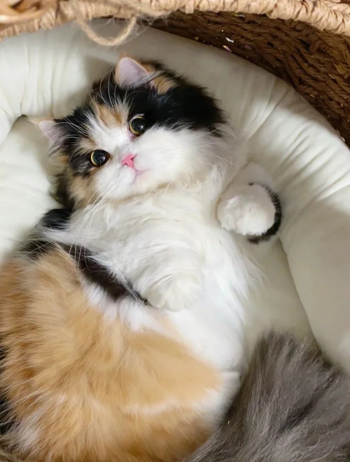 真的太羡慕养三花猫的人了
三花猫真的是统治了猫咪和人类的审美
怎么会有这么貌美的