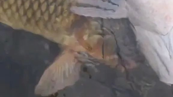 四川男子把几十条草鱼穿成串，放在水中好像鱼龙，网友吼道：太过分了