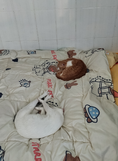 这猫是什么睡姿啊