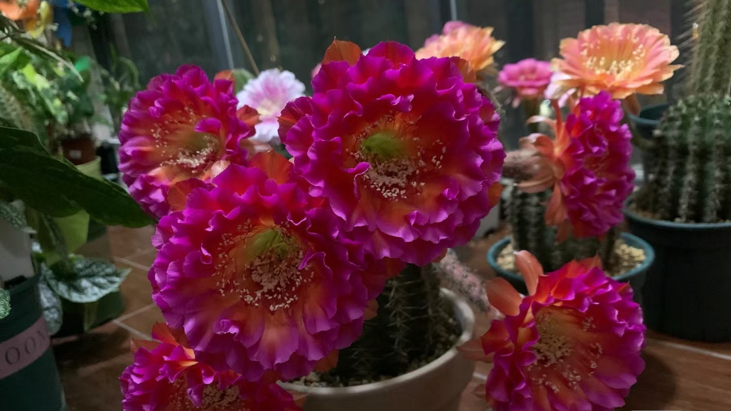 多肉的尽头是仙人球，仙人球的尽头是它——颜值极高，超爱开花！