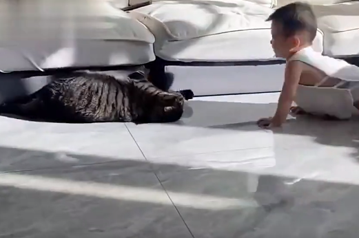 猫咪的好脾气全都给了人类幼崽