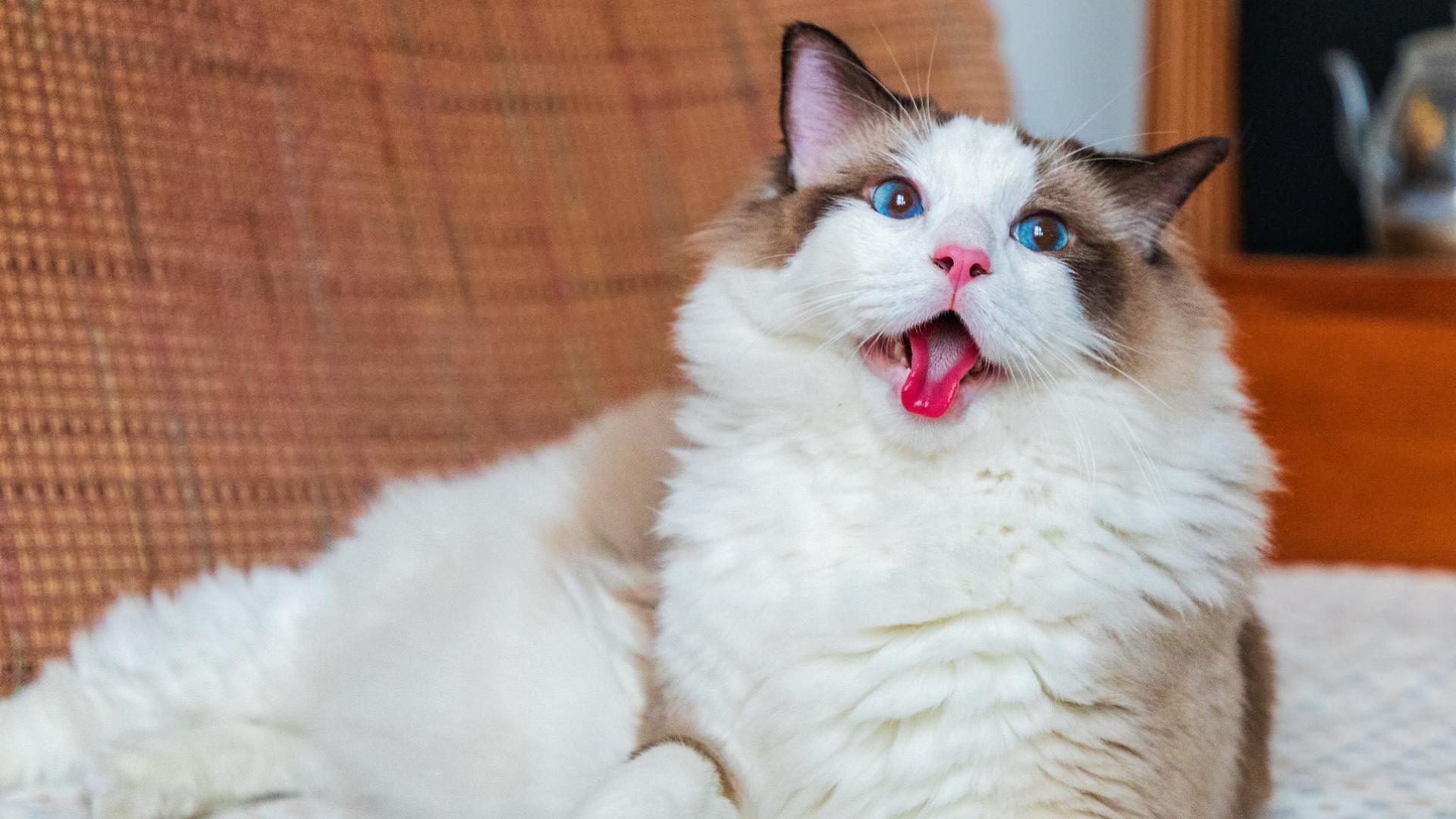 布偶猫的智商，真的比其它猫要低吗？