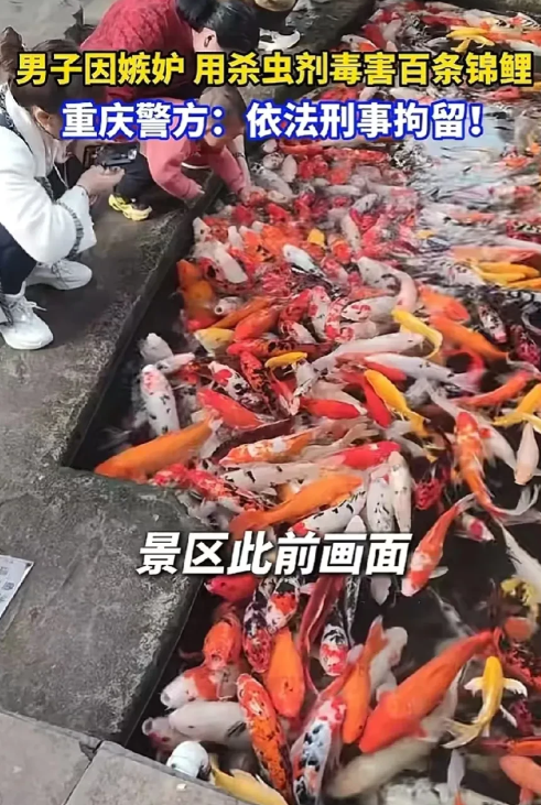 严惩！重庆，男子在公园里开了观赏鱼游乐项目，谁知，男子发现有人也跟他开了同类的游