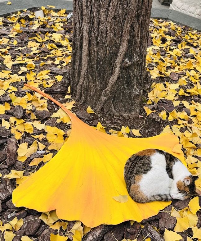 龙华寺银杏树下的猫，太治愈了！它真的好可爱！