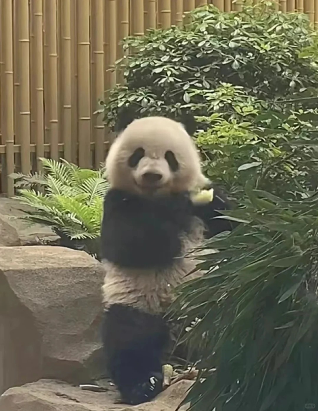 北辰宝贝很有模特范