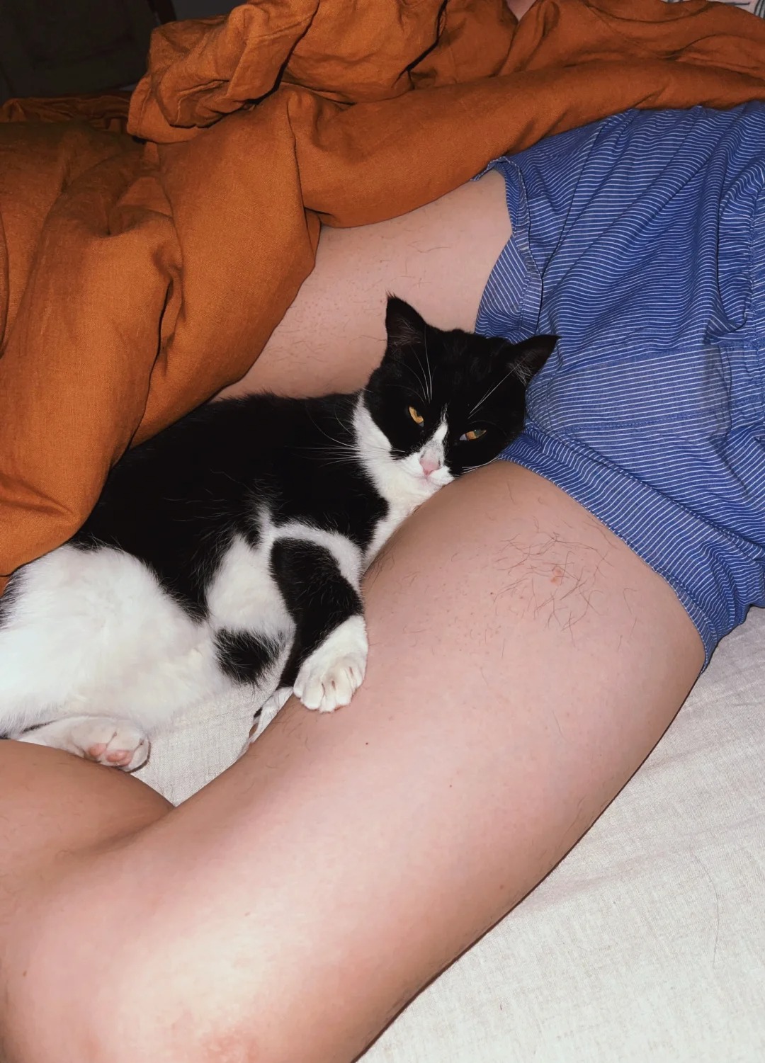 早上一掀开被子……是不是母猫都更爱粑粑