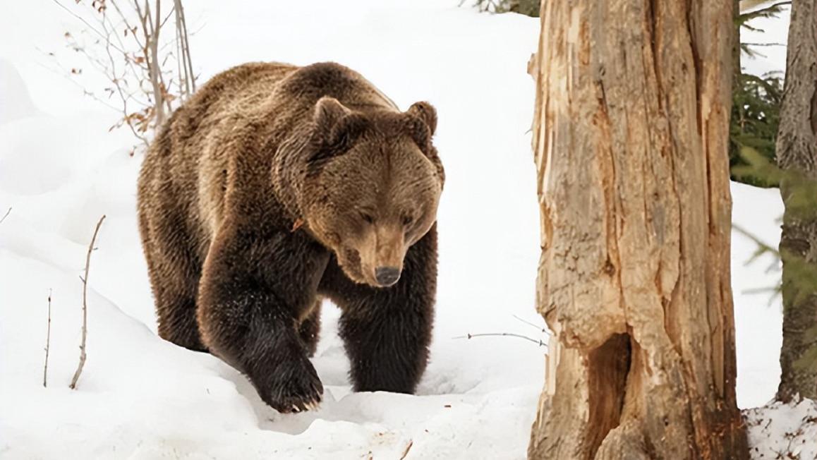 杀子之仇不共戴天！5只狼为追杀1头棕熊长达3公里，狼能否战胜熊