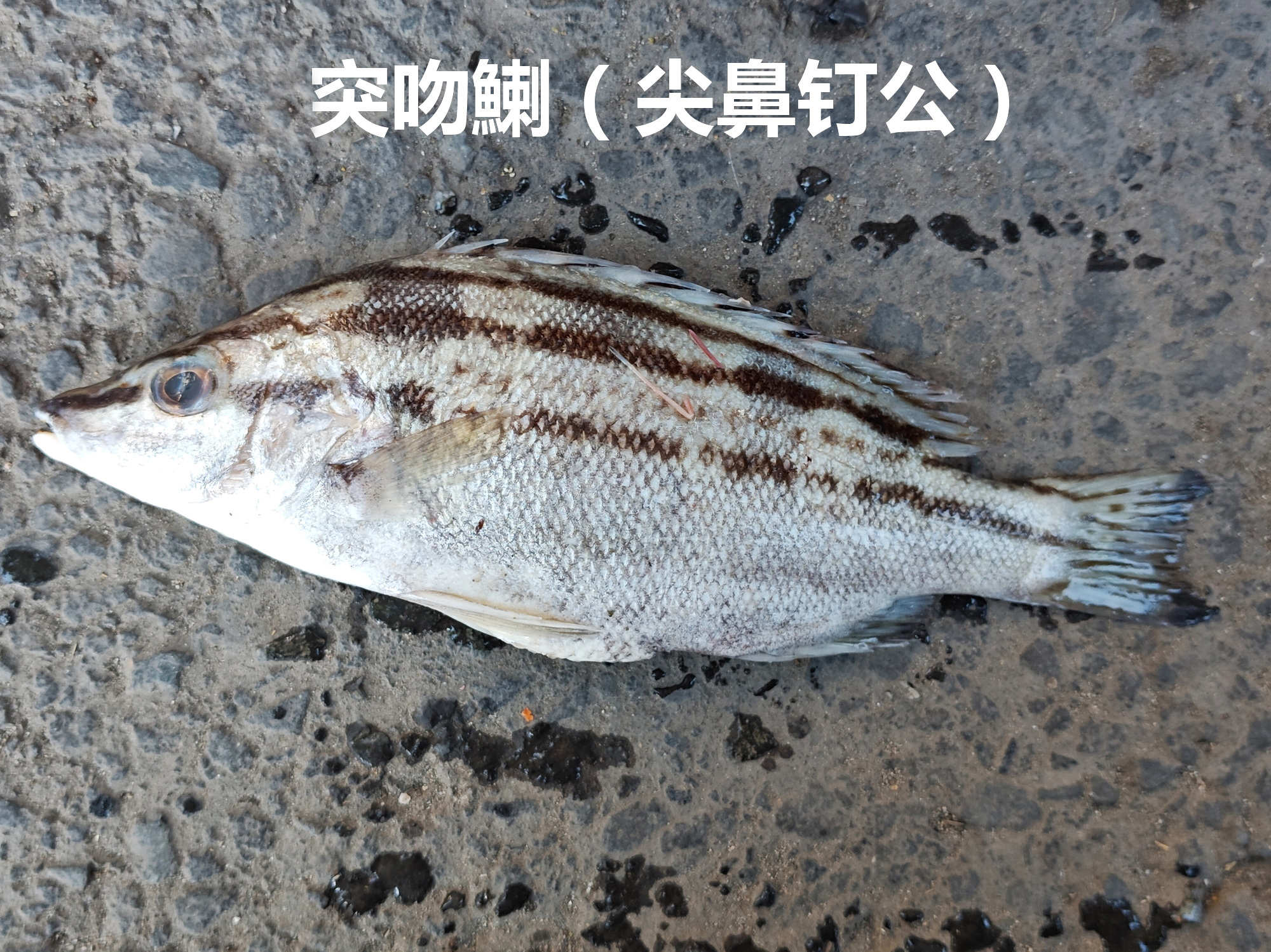突吻鯻（尖鼻钉公），六带牙鯻（钉公），不知道食味如何？2025年1月摄于广州莲花