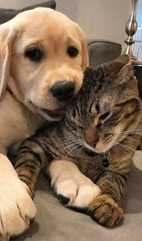 养猫养狗大不同，铲屎官亲身经历告诉你