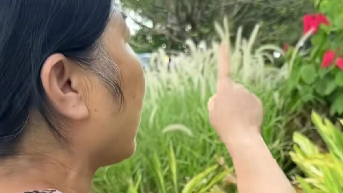 南方长在厕所边的绿植，到北方居然卖几百几千，太稀奇了！