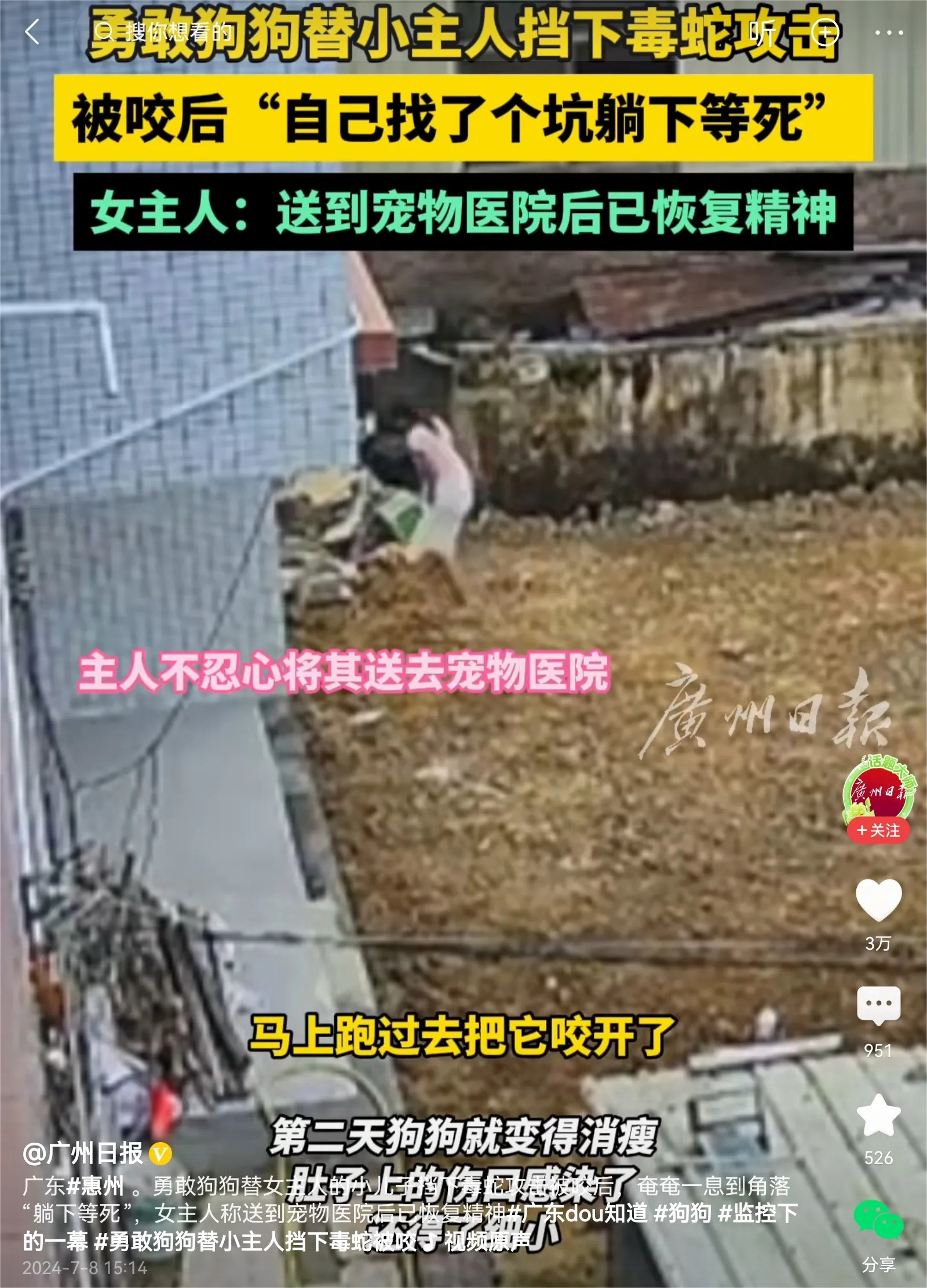 这只狗太令人感动了。家里的小主人脚上爬了一条毒蛇，狗马上去把毒蛇叼走了，可它自己