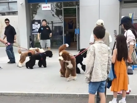 杜江霍思燕带儿女遛狗