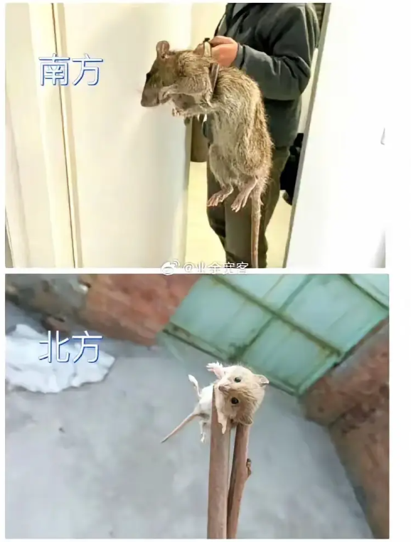 北方老鼠：我吃两颗花生米就走！
南方老鼠：去给我炒俩菜！ 