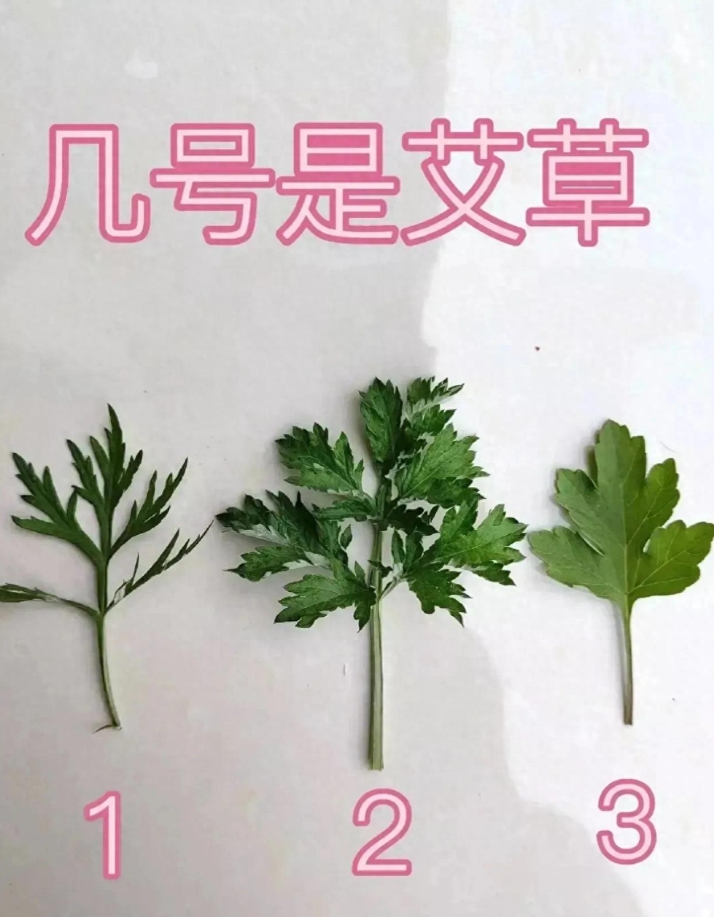 我敢打赌你认不出几号是艾草？