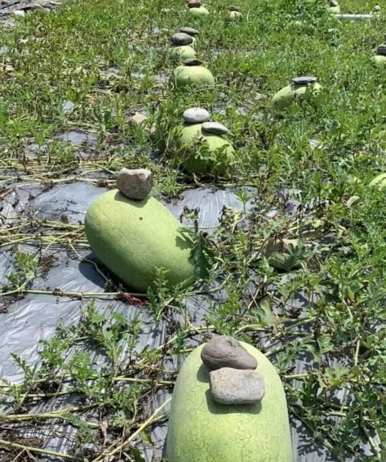 这西瓜为什么要压着？？？难道怕被大风刮跑了……