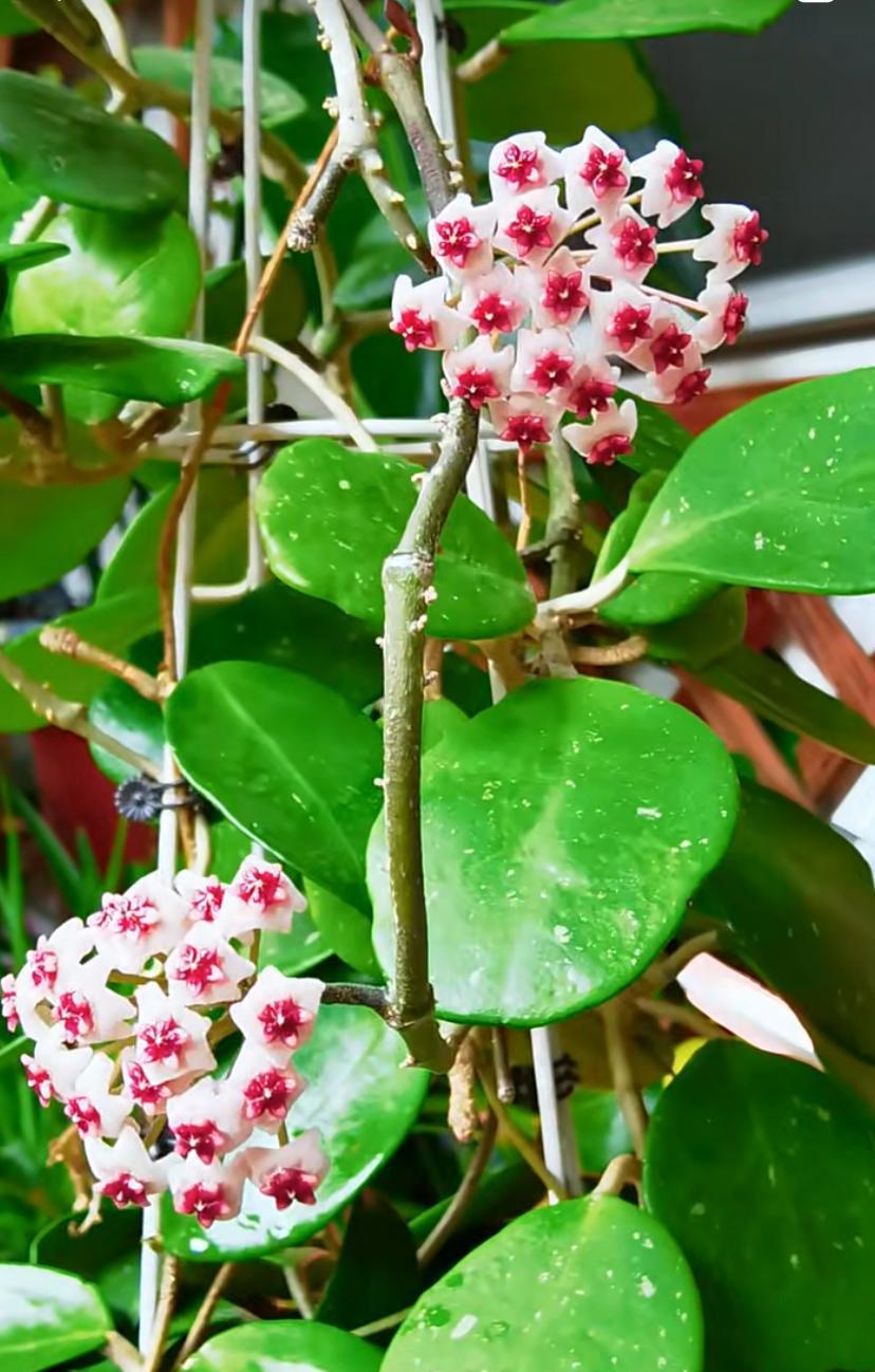 耐阴又爱开花的植物——镜叶球兰，对光照需求不强，每天有两三个小时的散光照射就行了