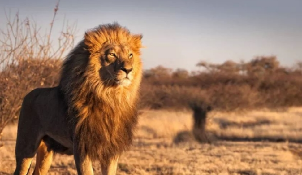 1946年，英国人为了证明狮子比老虎更强，就将一头雌虎和一头雄狮，锁到地牢里，可
