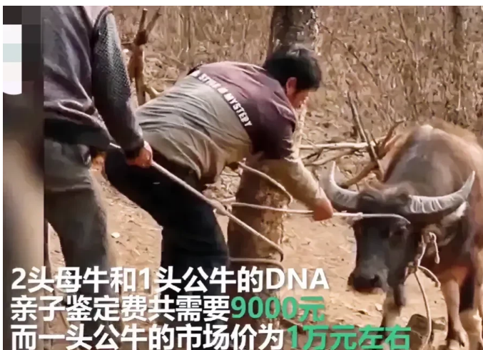 云南玉溪。一农民家里养了几头牛，平时在山上放养。其侄子家里也养了几头品种一样的牛