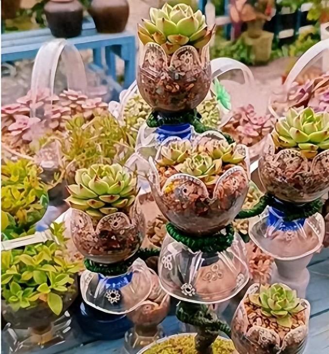 浙江姐姐的“塑料瓶多肉王国”🌱