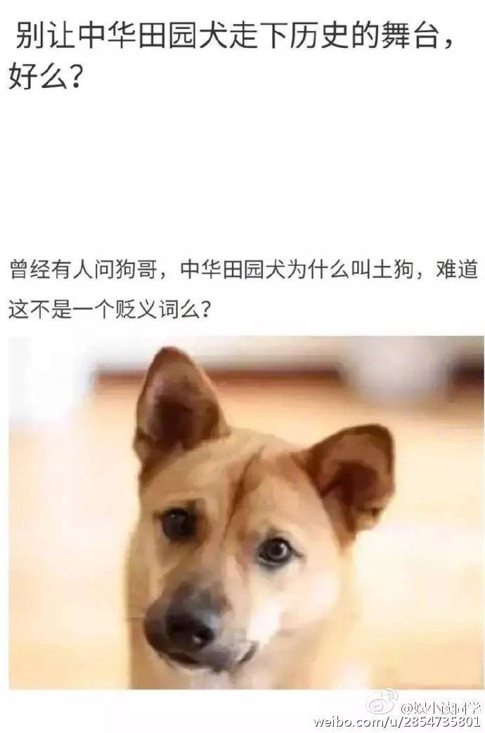 别让我们的田园犬慢慢消失好吗