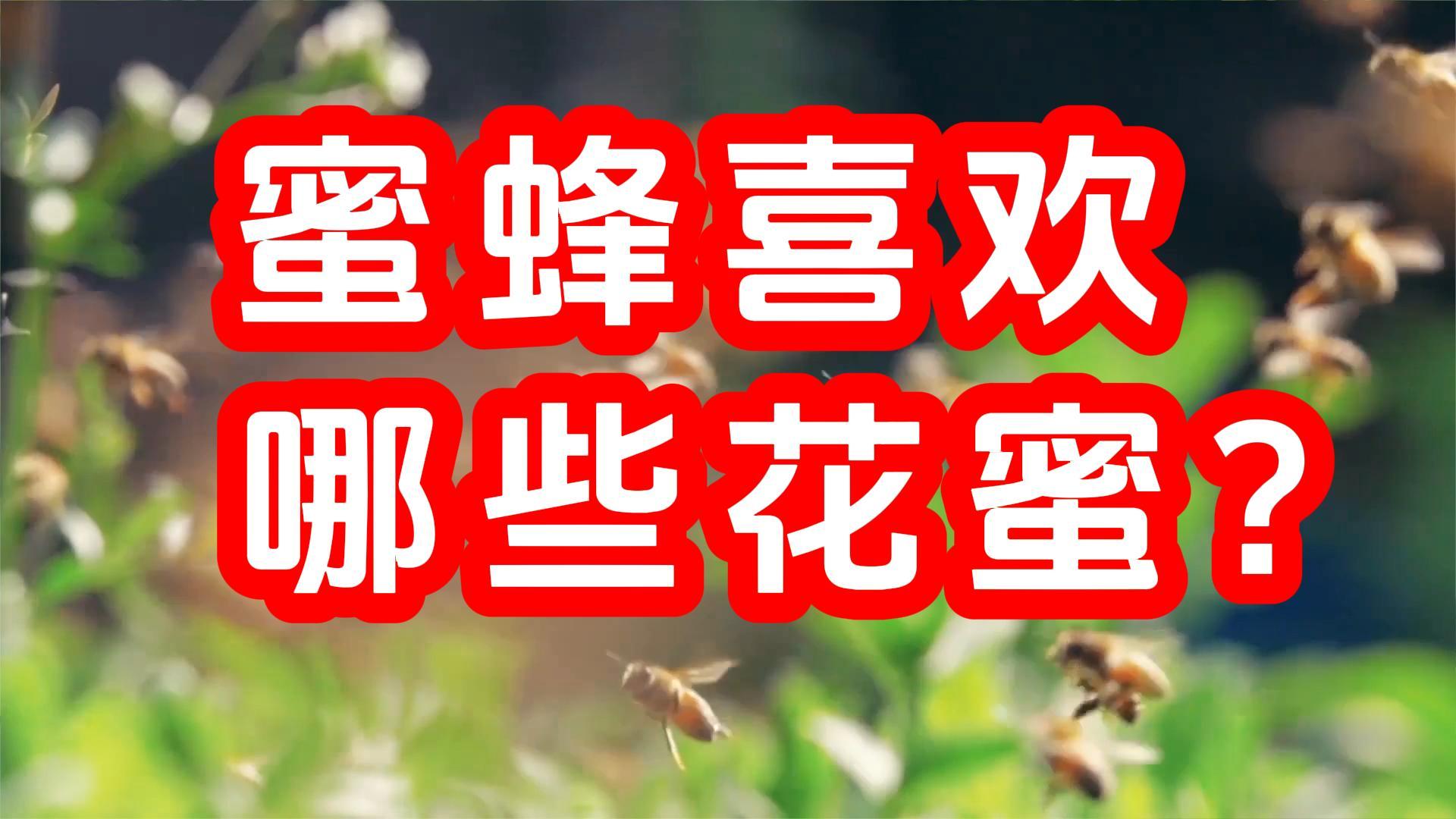 蜜蜂喜欢哪些花蜜？【蜂蜜超市】