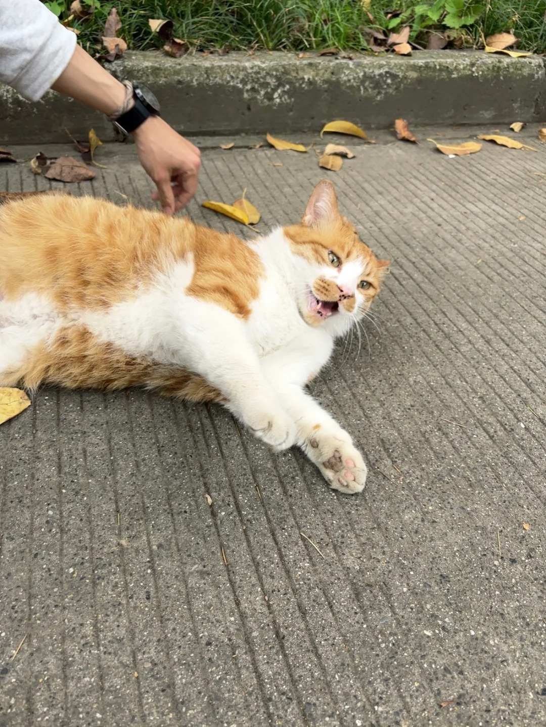 世界破破烂烂 小猫缝缝补补
最喜欢玩弄酸奶了