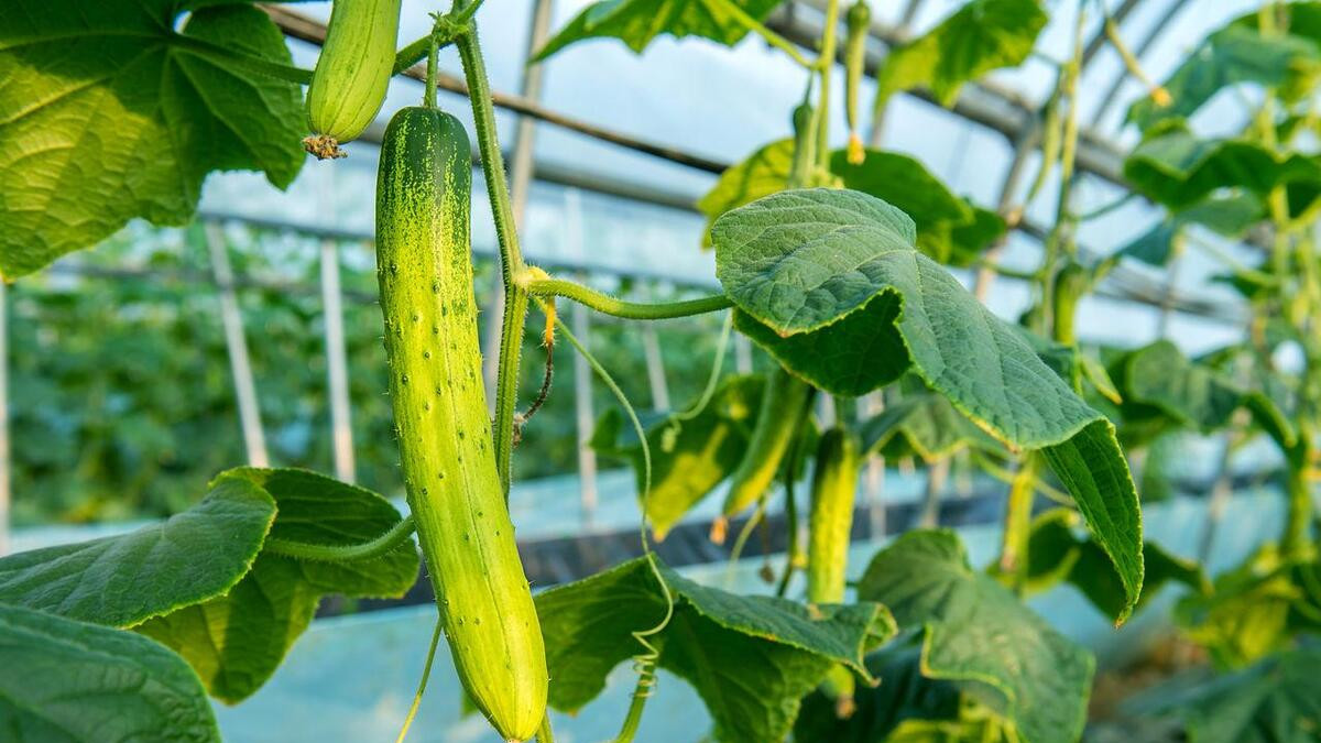 种植黄瓜秘籍，学习6个步骤，让你的黄瓜从下到上挂满架！